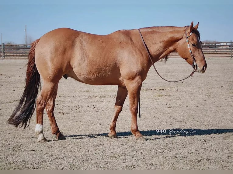 American Quarter Horse Castrone 7 Anni 147 cm Falbo in Weatherford TX