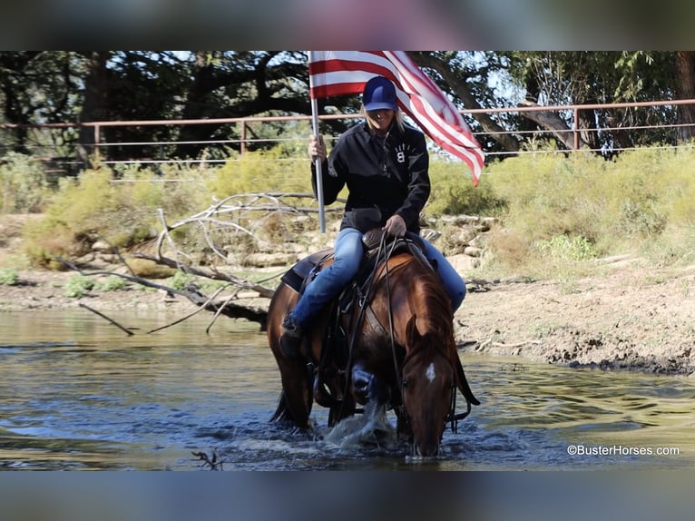 American Quarter Horse Castrone 7 Anni 147 cm Falbo in Weatherford TX