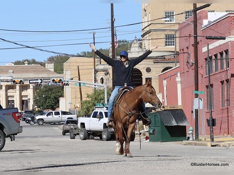 American Quarter Horse Castrone 7 Anni 147 cm Falbo in Weatherford TX