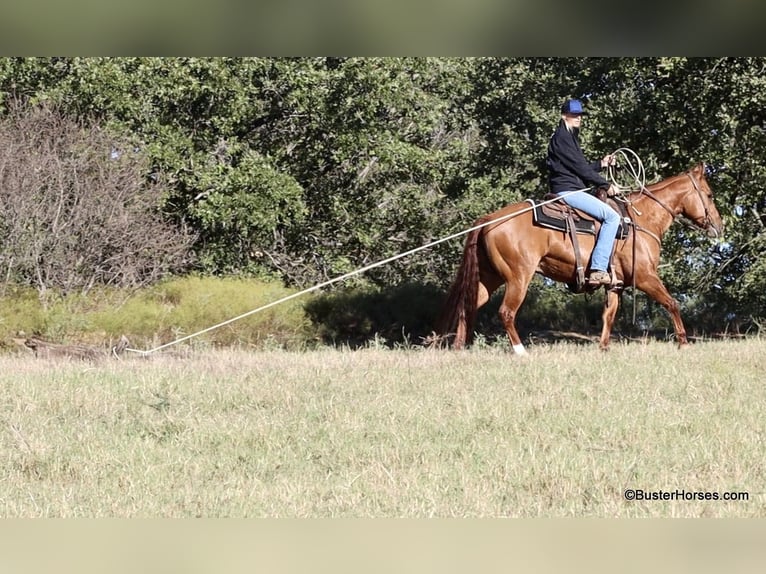 American Quarter Horse Castrone 7 Anni 147 cm Falbo in Weatherford TX