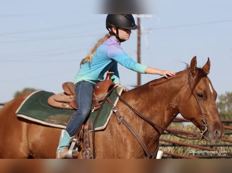 American Quarter Horse Castrone 7 Anni 147 cm Falbo in Weatherford TX