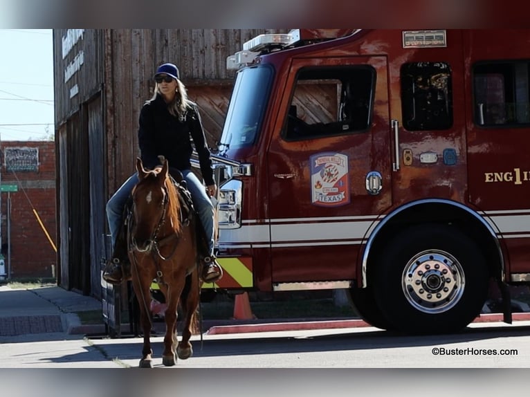 American Quarter Horse Castrone 7 Anni 147 cm Falbo in Weatherford TX