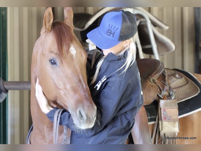 American Quarter Horse Castrone 7 Anni 147 cm Falbo in Weatherford TX