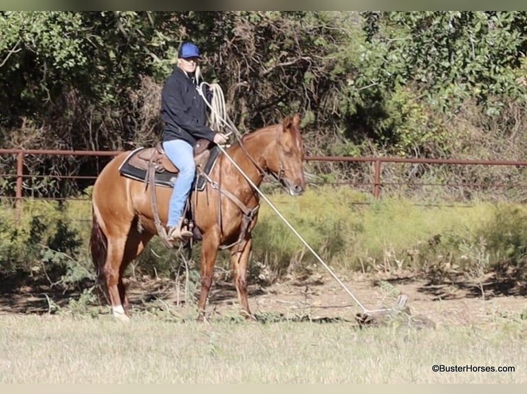 American Quarter Horse Castrone 7 Anni 147 cm Falbo in Weatherford TX