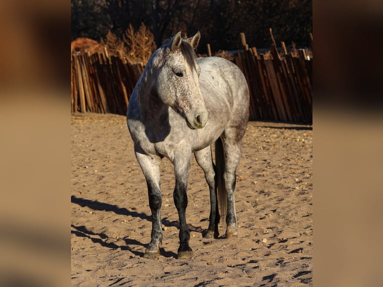 American Quarter Horse Castrone 7 Anni 147 cm Grigio in Camp Verde,, AZ