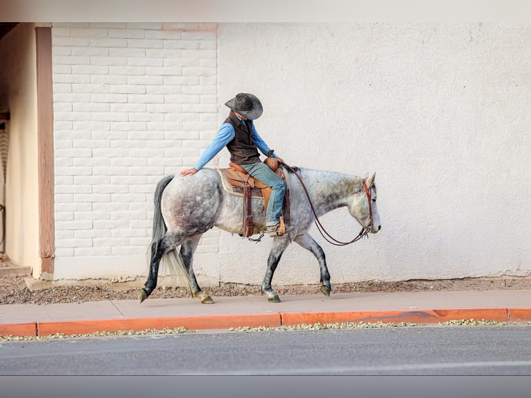 American Quarter Horse Castrone 7 Anni 147 cm Grigio in Camp Verde,, AZ