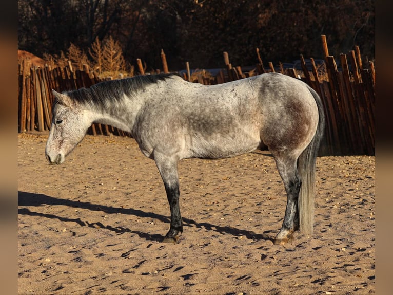 American Quarter Horse Castrone 7 Anni 147 cm Grigio in Camp Verde,, AZ