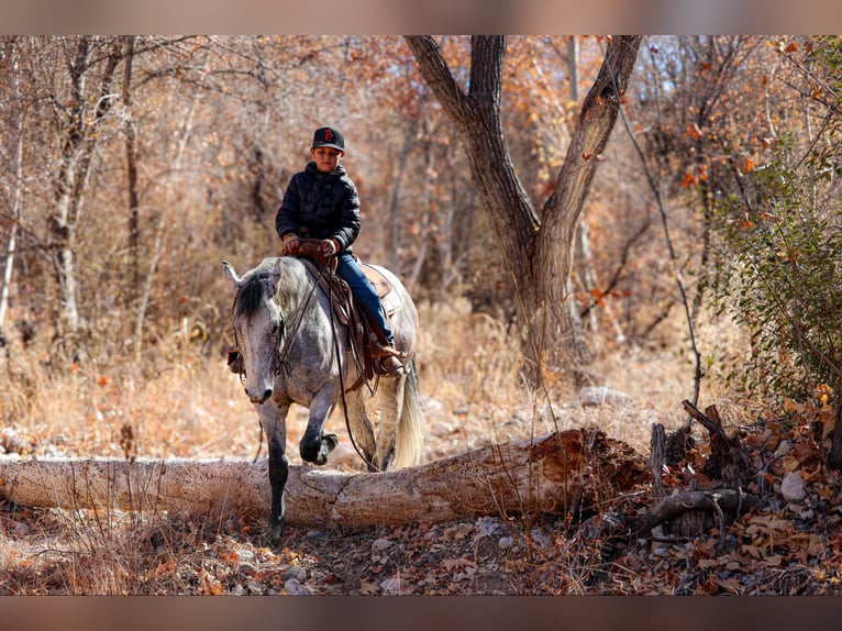 American Quarter Horse Castrone 7 Anni 147 cm Grigio in Camp Verde,, AZ