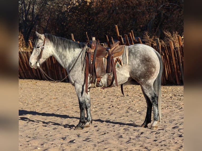 American Quarter Horse Castrone 7 Anni 147 cm Grigio in Camp Verde,, AZ