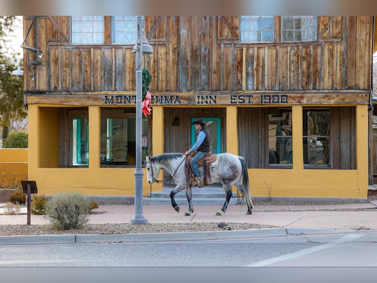 American Quarter Horse Castrone 7 Anni 147 cm Grigio in Camp Verde,, AZ