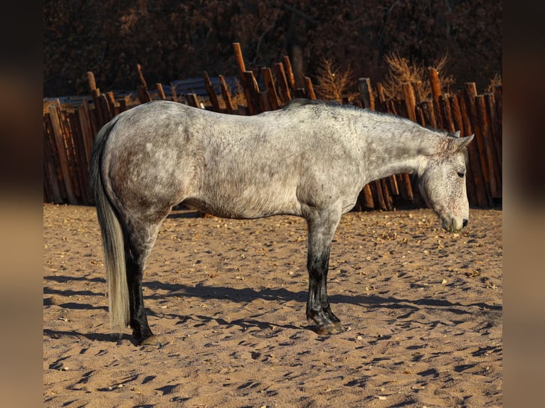 American Quarter Horse Castrone 7 Anni 147 cm Grigio in Camp Verde,, AZ