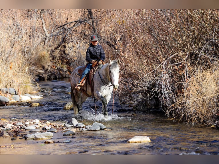 American Quarter Horse Castrone 7 Anni 147 cm Grigio in Camp Verde,, AZ