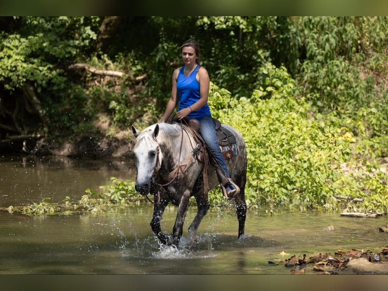 American Quarter Horse Castrone 7 Anni 147 cm Grigio in Ewing Ky