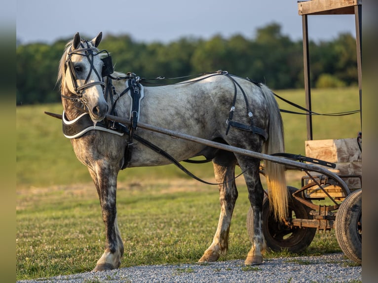 American Quarter Horse Castrone 7 Anni 147 cm Grigio in Ewing Ky