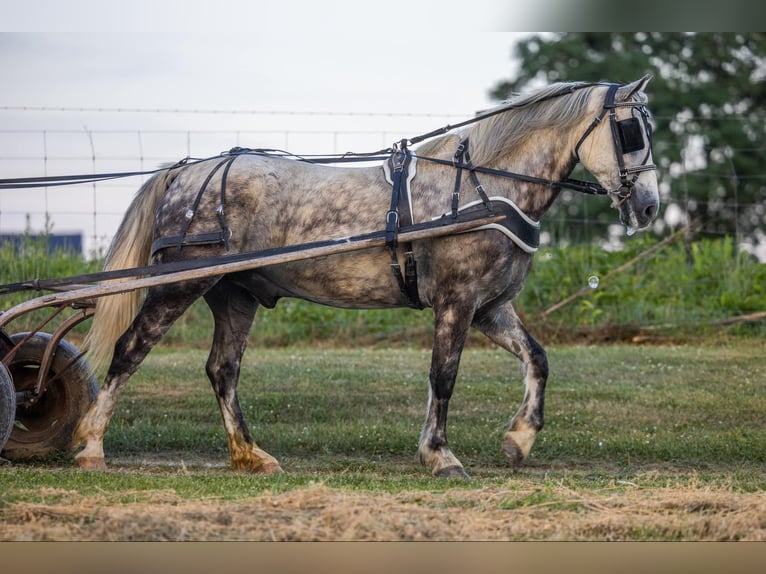 American Quarter Horse Castrone 7 Anni 147 cm Grigio in Ewing Ky