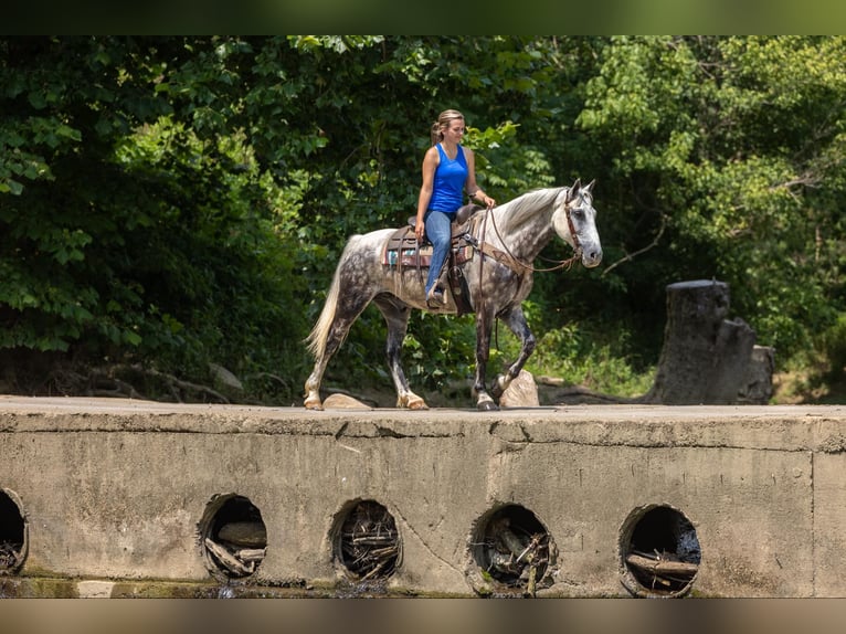 American Quarter Horse Castrone 7 Anni 147 cm Grigio in Ewing Ky