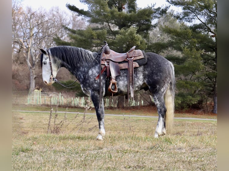 American Quarter Horse Castrone 7 Anni 147 cm Grigio pezzato in Sweet Springs MO