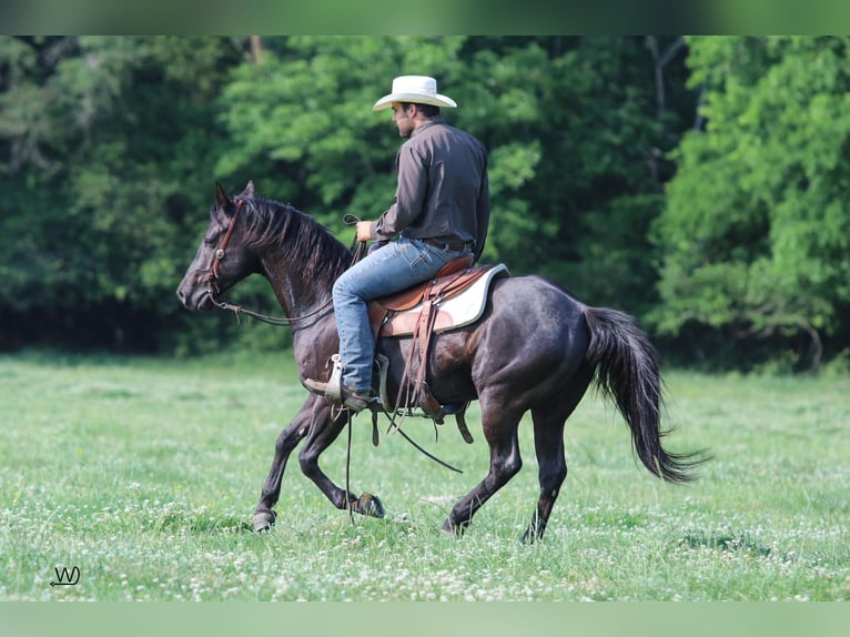 American Quarter Horse Castrone 7 Anni 147 cm Morello in Pennington
