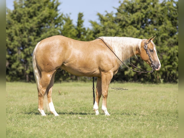 American Quarter Horse Castrone 7 Anni 147 cm Palomino in Madill, OK