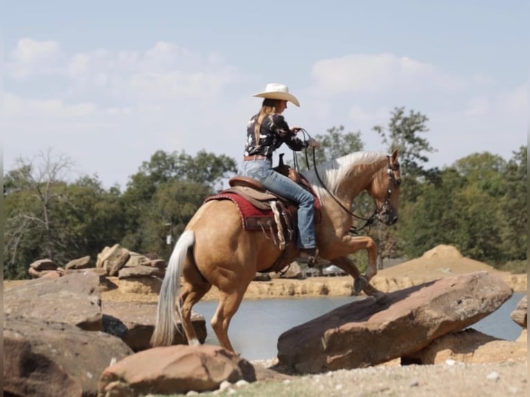 American Quarter Horse Castrone 7 Anni 147 cm Palomino in Whitesboro, TX