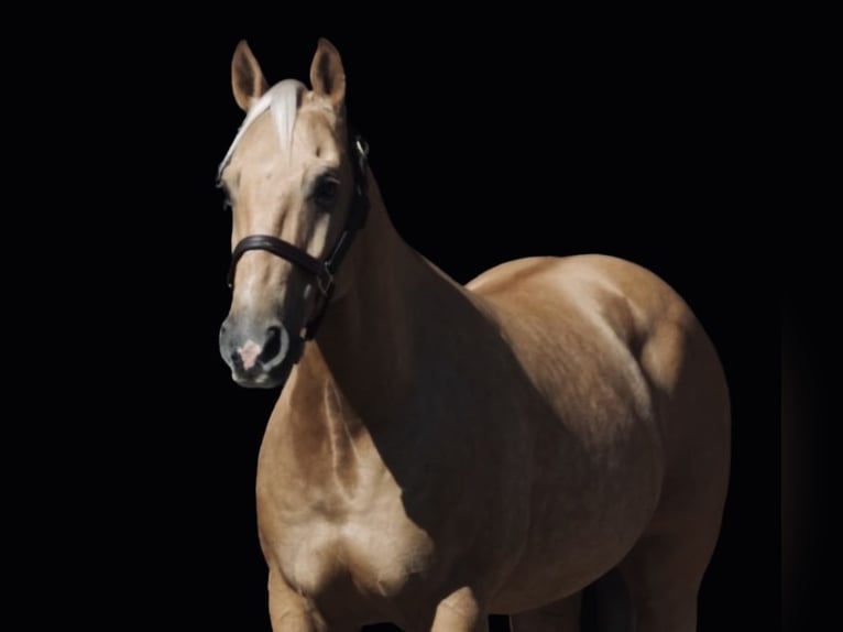 American Quarter Horse Castrone 7 Anni 147 cm Palomino in Whitesboro, TX