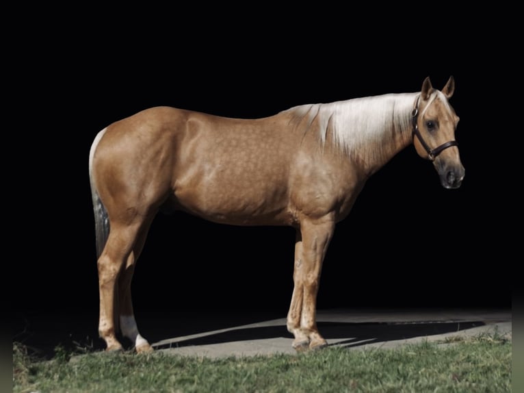 American Quarter Horse Castrone 7 Anni 147 cm Palomino in Whitesboro, TX