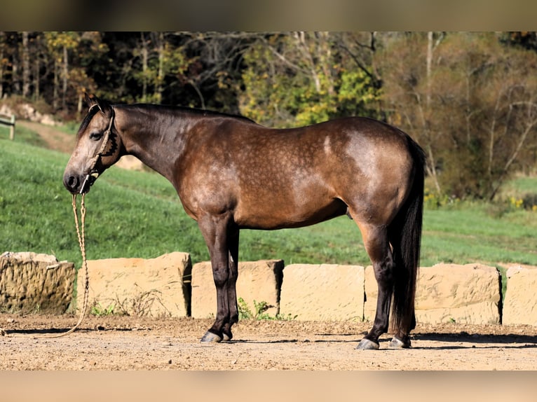 American Quarter Horse Mix Castrone 7 Anni 147 cm Pelle di daino in Millersburg