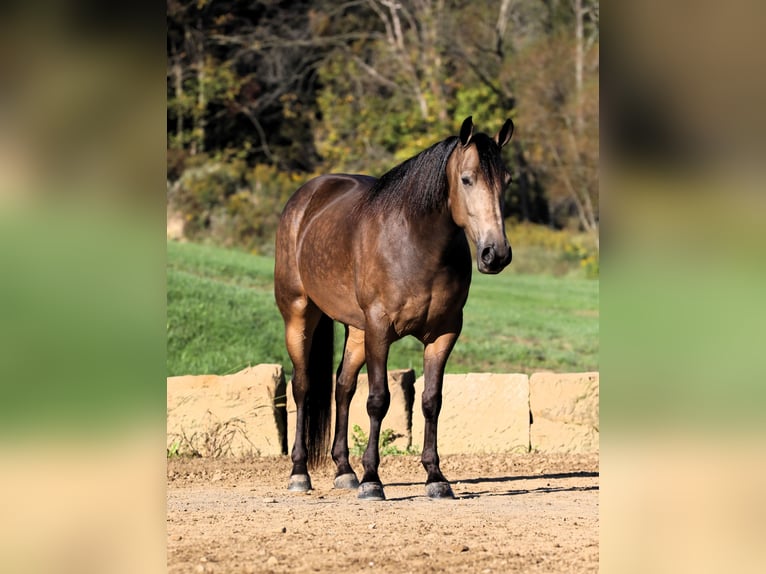 American Quarter Horse Mix Castrone 7 Anni 147 cm Pelle di daino in Millersburg