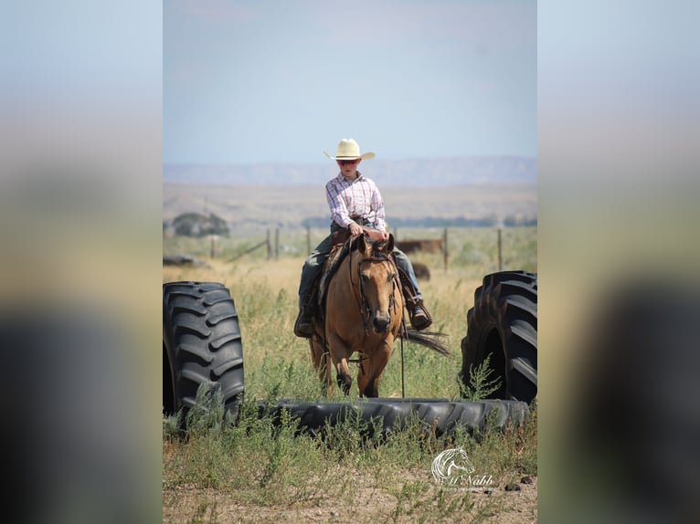American Quarter Horse Castrone 7 Anni 147 cm Pelle di daino in Cody