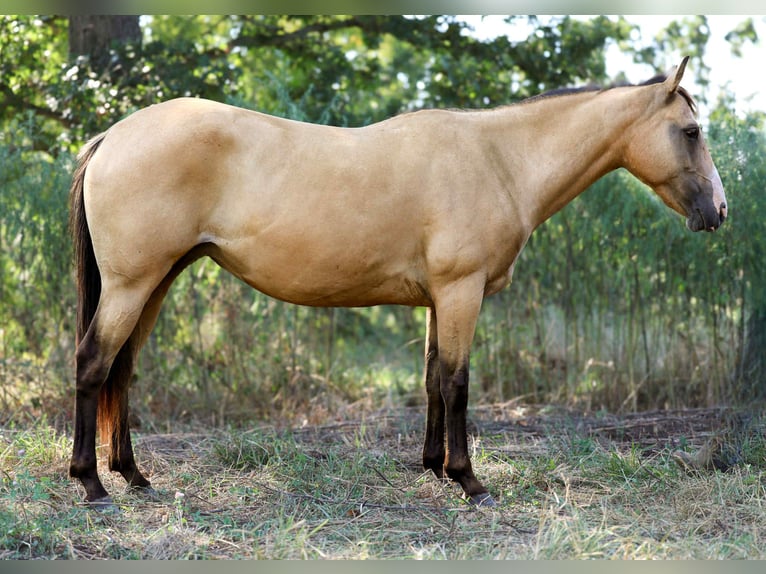 American Quarter Horse Castrone 7 Anni 147 cm Pelle di daino in Cole Camp, MO
