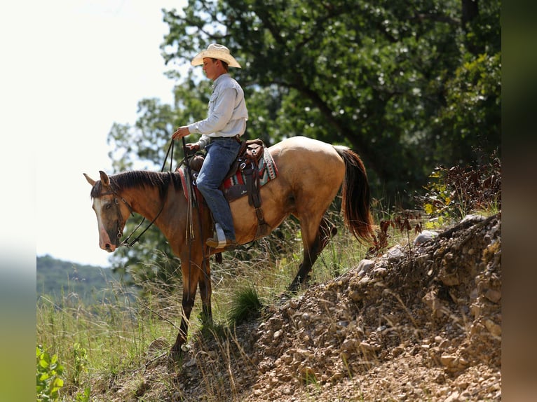 American Quarter Horse Castrone 7 Anni 147 cm Pelle di daino in Cole Camp, MO