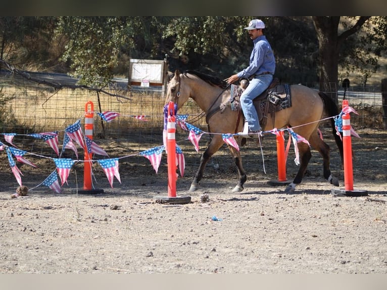 American Quarter Horse Castrone 7 Anni 147 cm Pelle di daino in Paicines CA