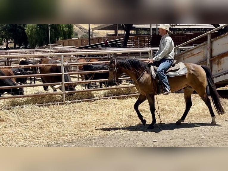 American Quarter Horse Castrone 7 Anni 147 cm Pelle di daino in Paicines CA