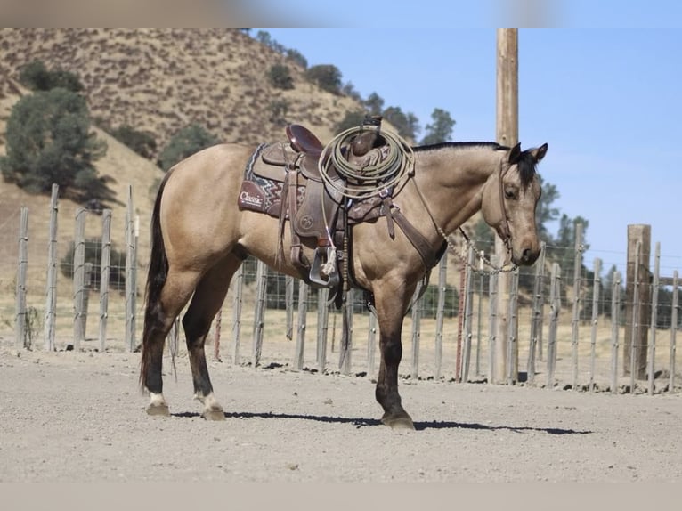 American Quarter Horse Castrone 7 Anni 147 cm Pelle di daino in Paicines CA