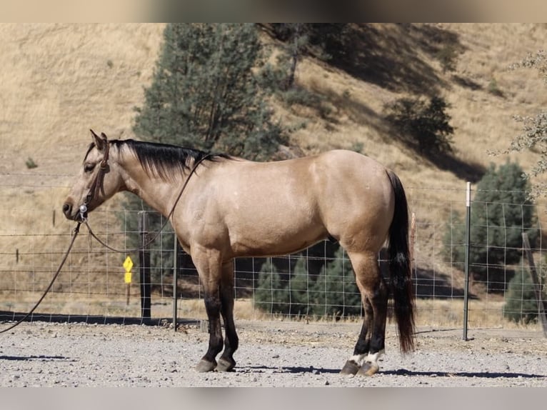 American Quarter Horse Castrone 7 Anni 147 cm Pelle di daino in Paicines CA