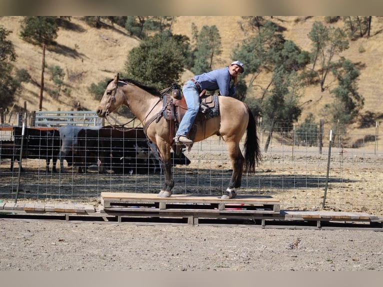 American Quarter Horse Castrone 7 Anni 147 cm Pelle di daino in Paicines CA