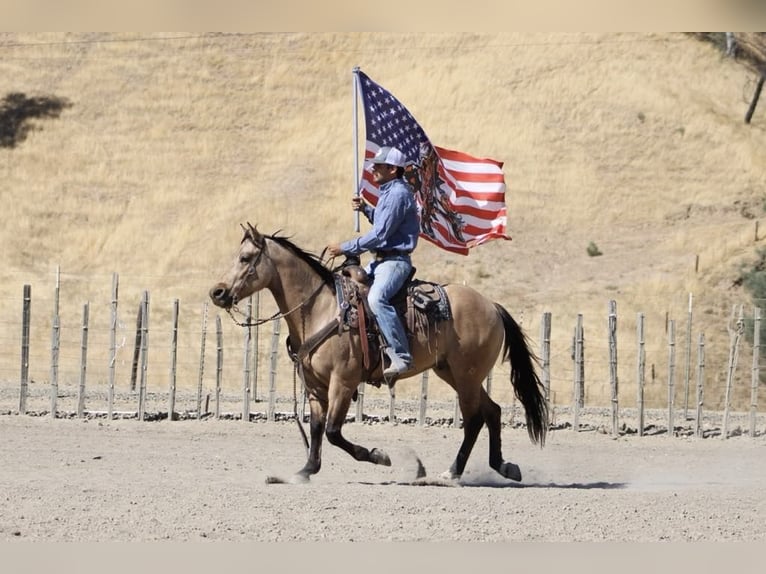 American Quarter Horse Castrone 7 Anni 147 cm Pelle di daino in Paicines CA