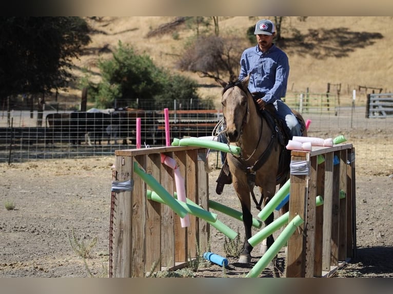 American Quarter Horse Castrone 7 Anni 147 cm Pelle di daino in Paicines CA