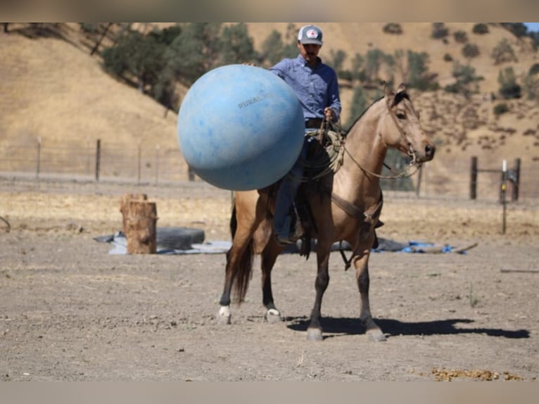 American Quarter Horse Castrone 7 Anni 147 cm Pelle di daino in Paicines CA