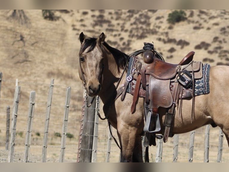 American Quarter Horse Castrone 7 Anni 147 cm Pelle di daino in Paicines CA