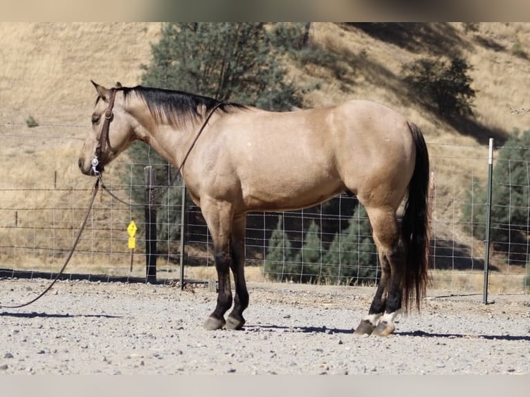 American Quarter Horse Castrone 7 Anni 147 cm Pelle di daino in Paicines CA