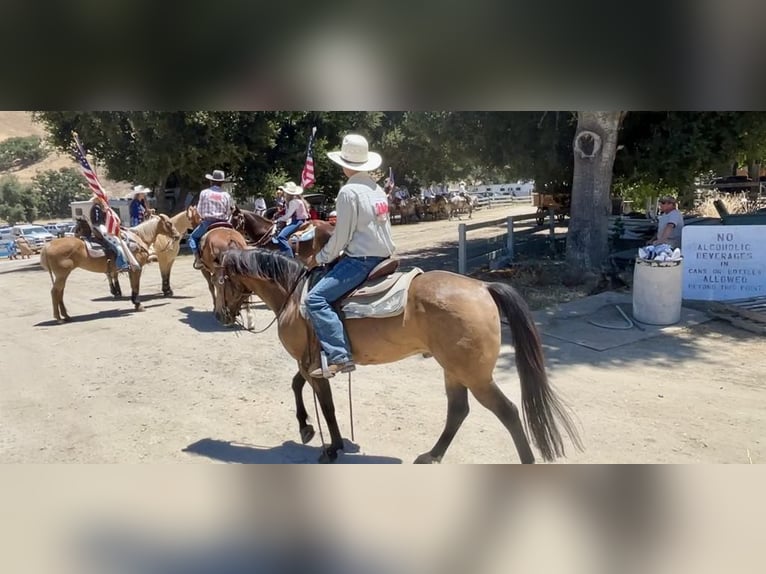 American Quarter Horse Castrone 7 Anni 147 cm Pelle di daino in Paicines CA