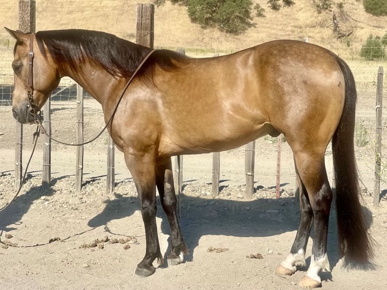 American Quarter Horse Castrone 7 Anni 147 cm Pelle di daino in Paicines CA