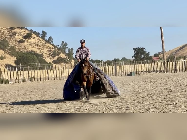 American Quarter Horse Castrone 7 Anni 147 cm Pelle di daino in Paicines CA