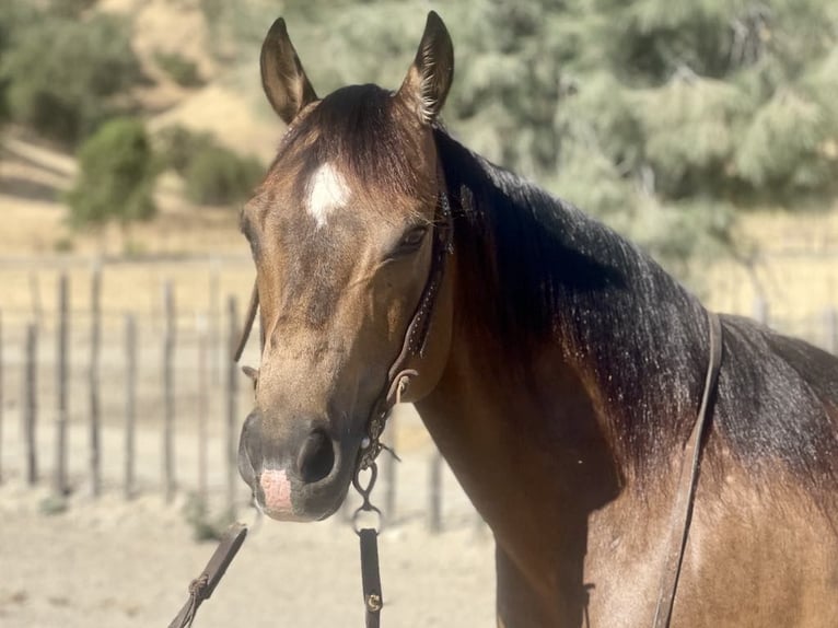 American Quarter Horse Castrone 7 Anni 147 cm Pelle di daino in Paicines CA