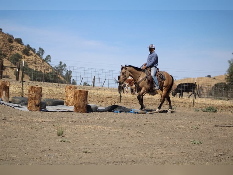 American Quarter Horse Castrone 7 Anni 147 cm Pelle di daino in Paicines CA