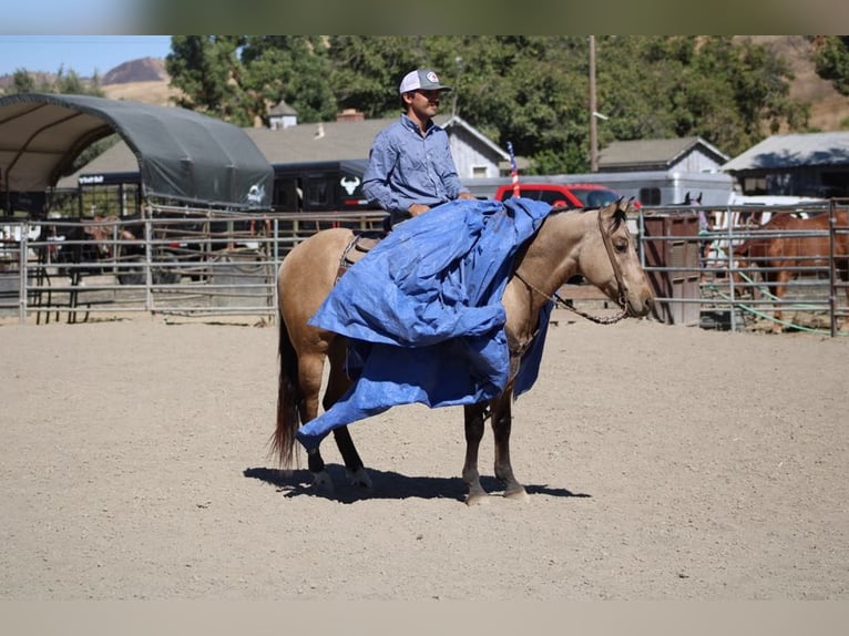 American Quarter Horse Castrone 7 Anni 147 cm Pelle di daino in Paicines CA