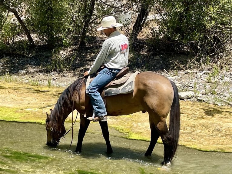 American Quarter Horse Castrone 7 Anni 147 cm Pelle di daino in Paicines CA