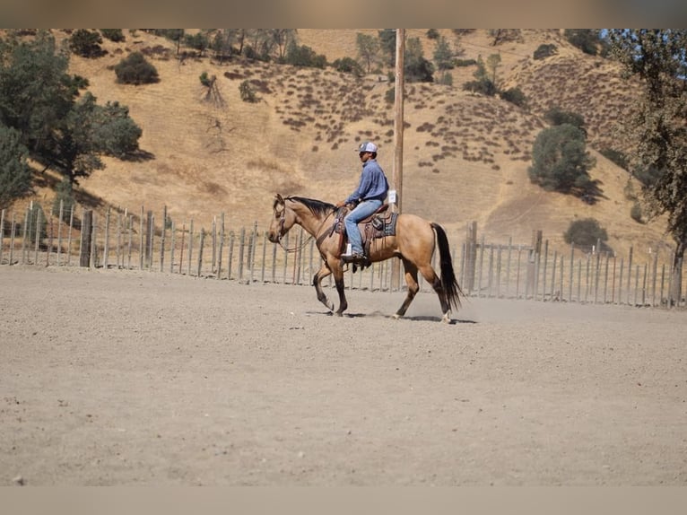 American Quarter Horse Castrone 7 Anni 147 cm Pelle di daino in Paicines CA