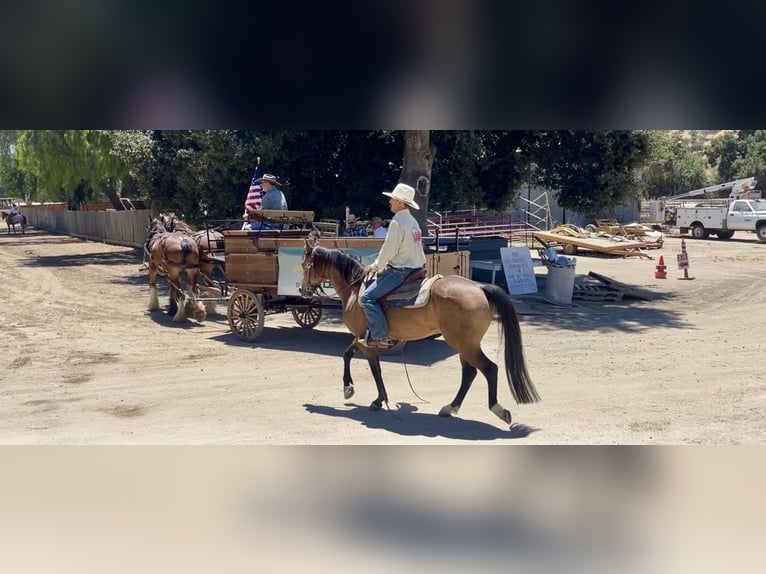 American Quarter Horse Castrone 7 Anni 147 cm Pelle di daino in Paicines CA